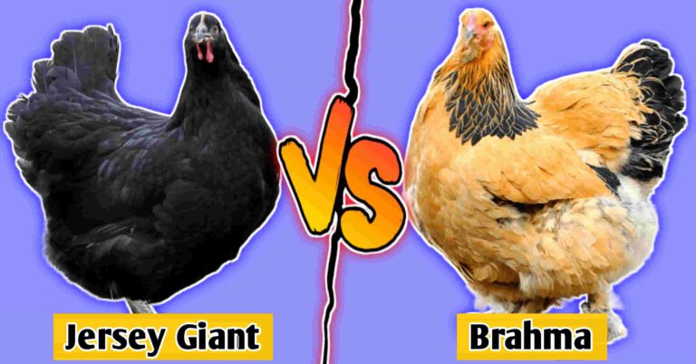 jersey giant vs brahma