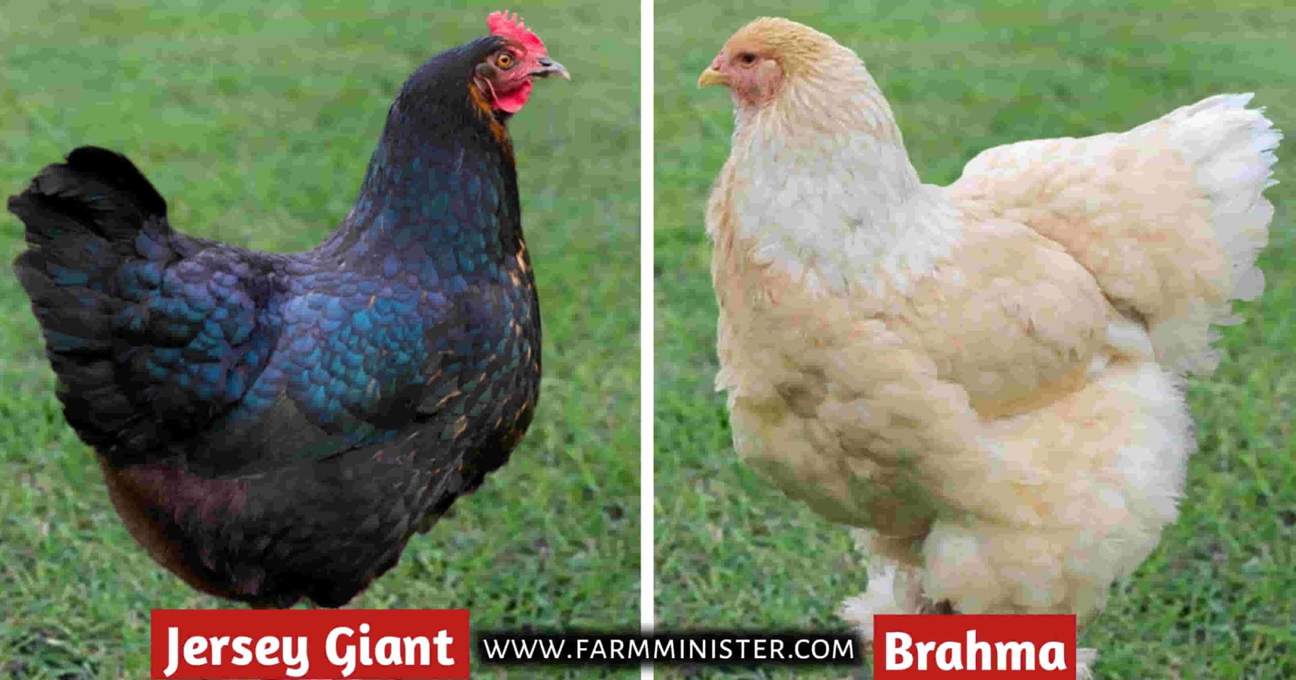 jersey giant vs brahma chicken