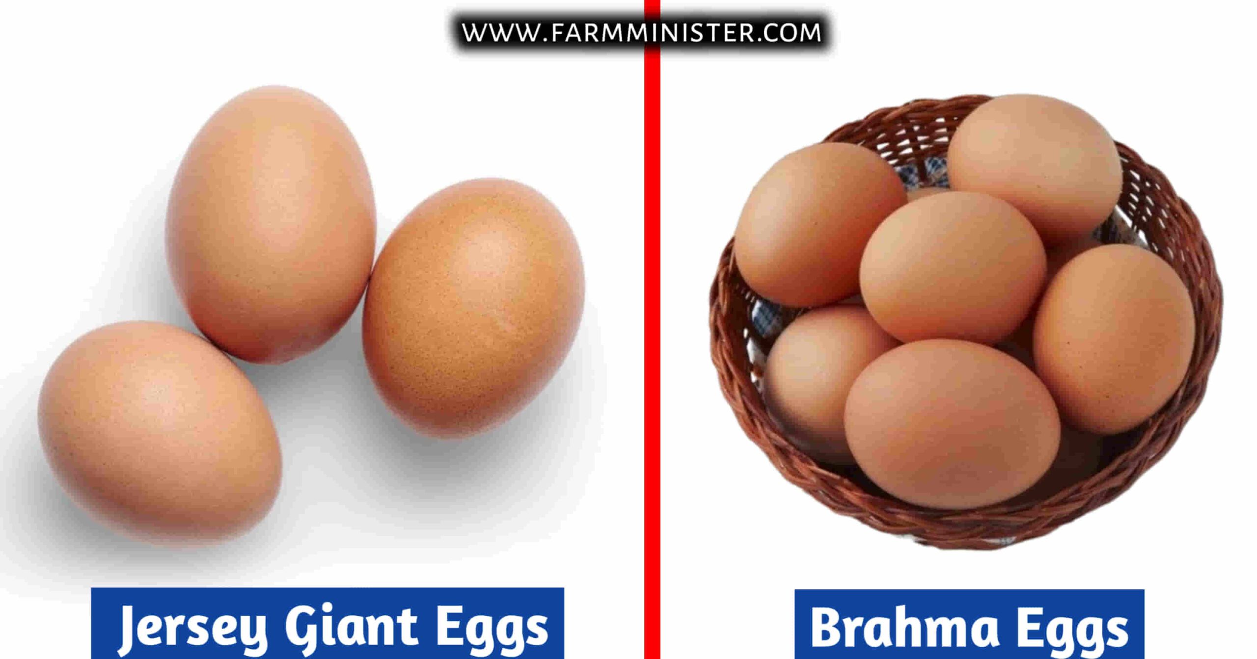 jersey giant vs brahma eggs