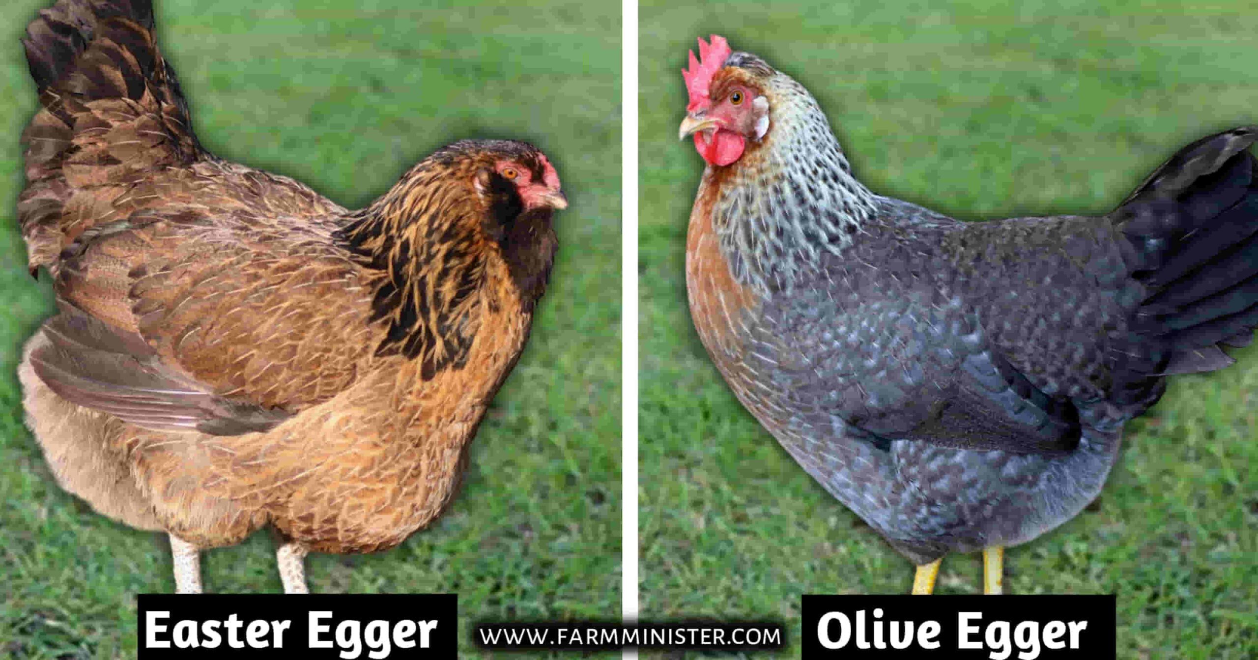 olive egger vs easter egger
