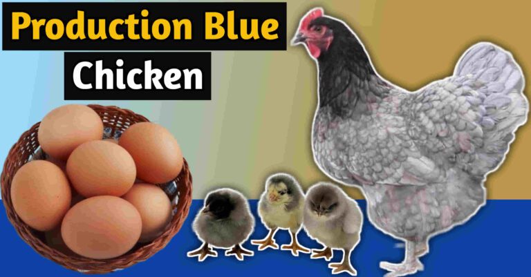 production blue chicken