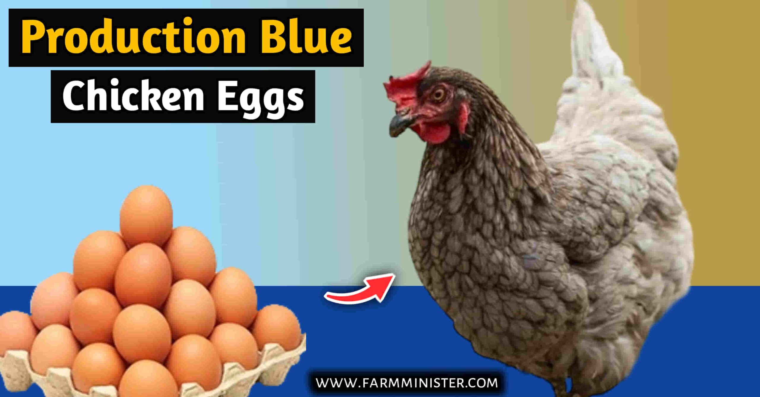 production blue chicken eggs