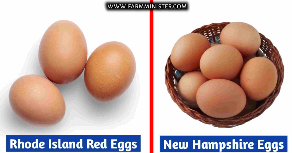 rhode island red and new hampshire red eggs