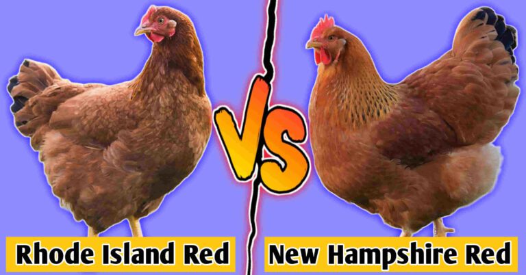 rhode island red vs new hampshire red