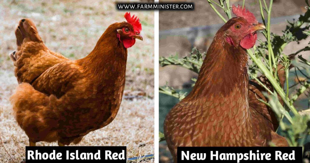 rhode island red vs new hampshire red chicken