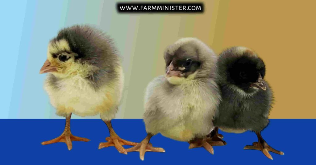 sapphire olive egger chicks