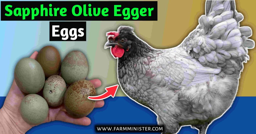 sapphire olive egger eggs