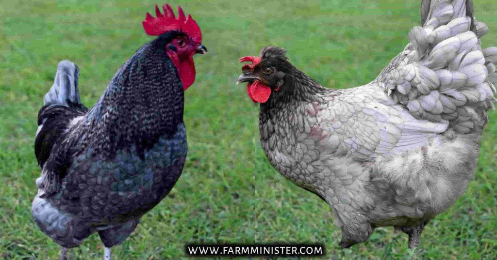 sapphire olive egger rooster and hen