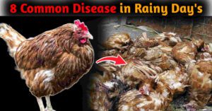 Most Common Chicken Diseases During Rainy Season