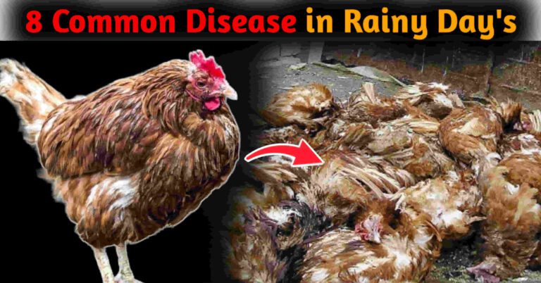 Most Common Chicken Diseases During Rainy Season