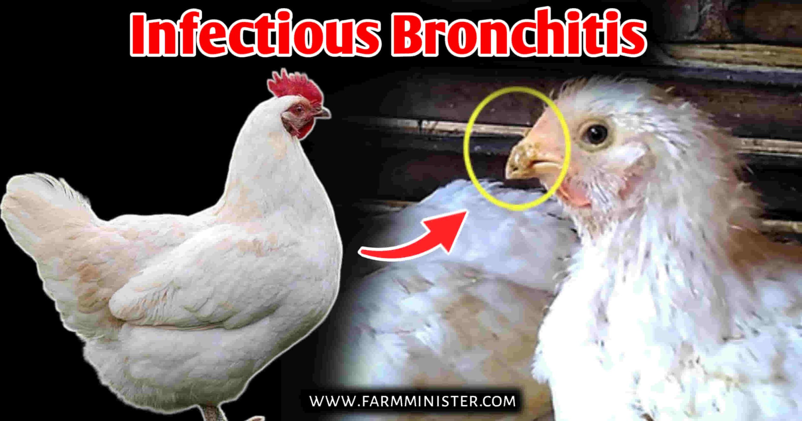 Infectious Bronchitis in chicken