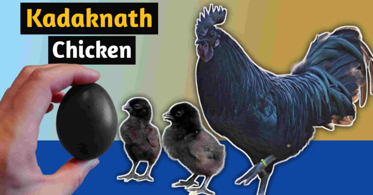 Kadaknath chicken breed