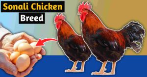 Sonali chicken breed