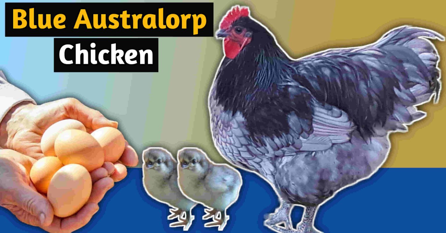 Blue Australorp Chicken: 11 Amazing Things With Pictures!