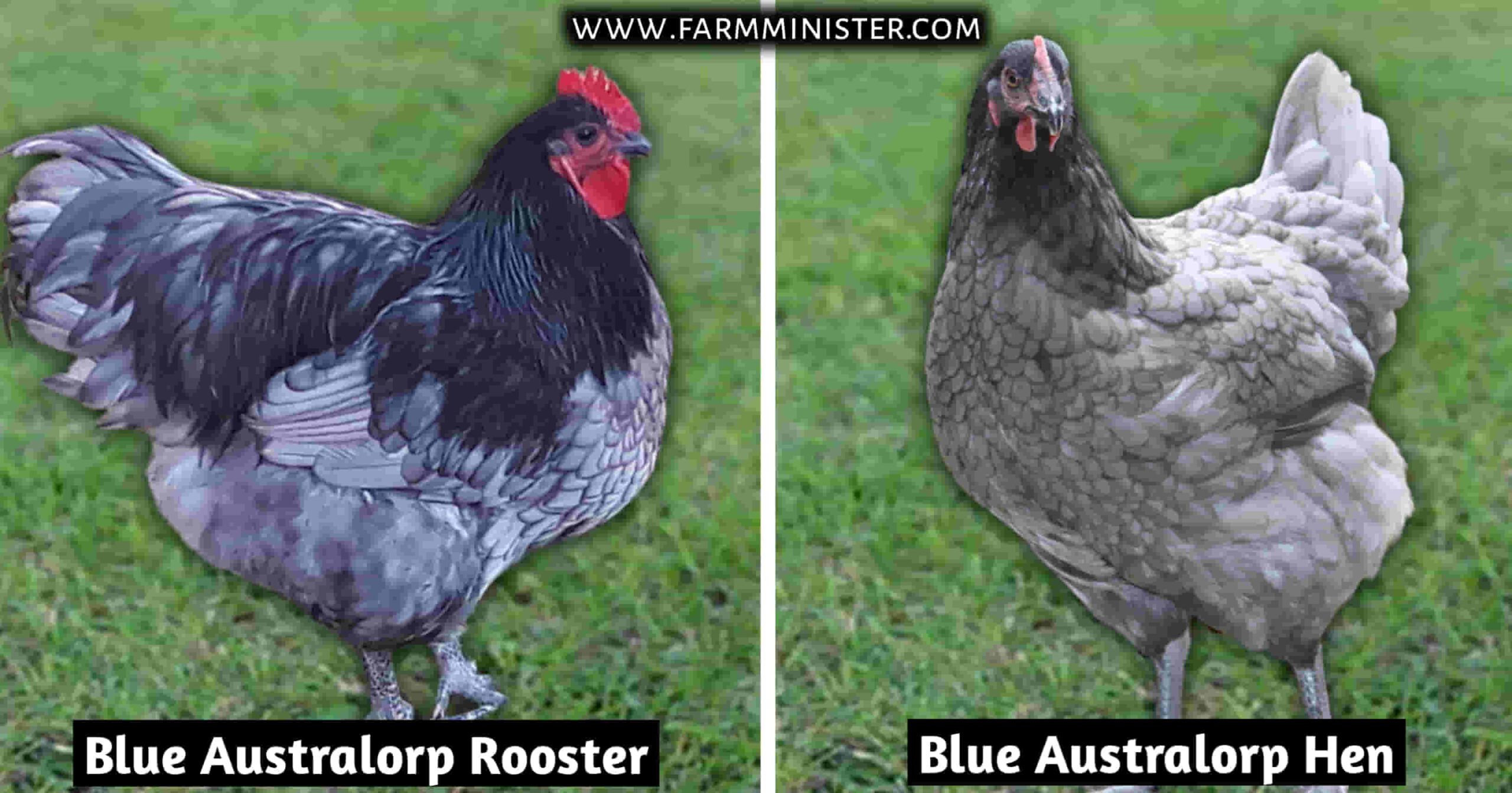 blue australorp rooster and hen