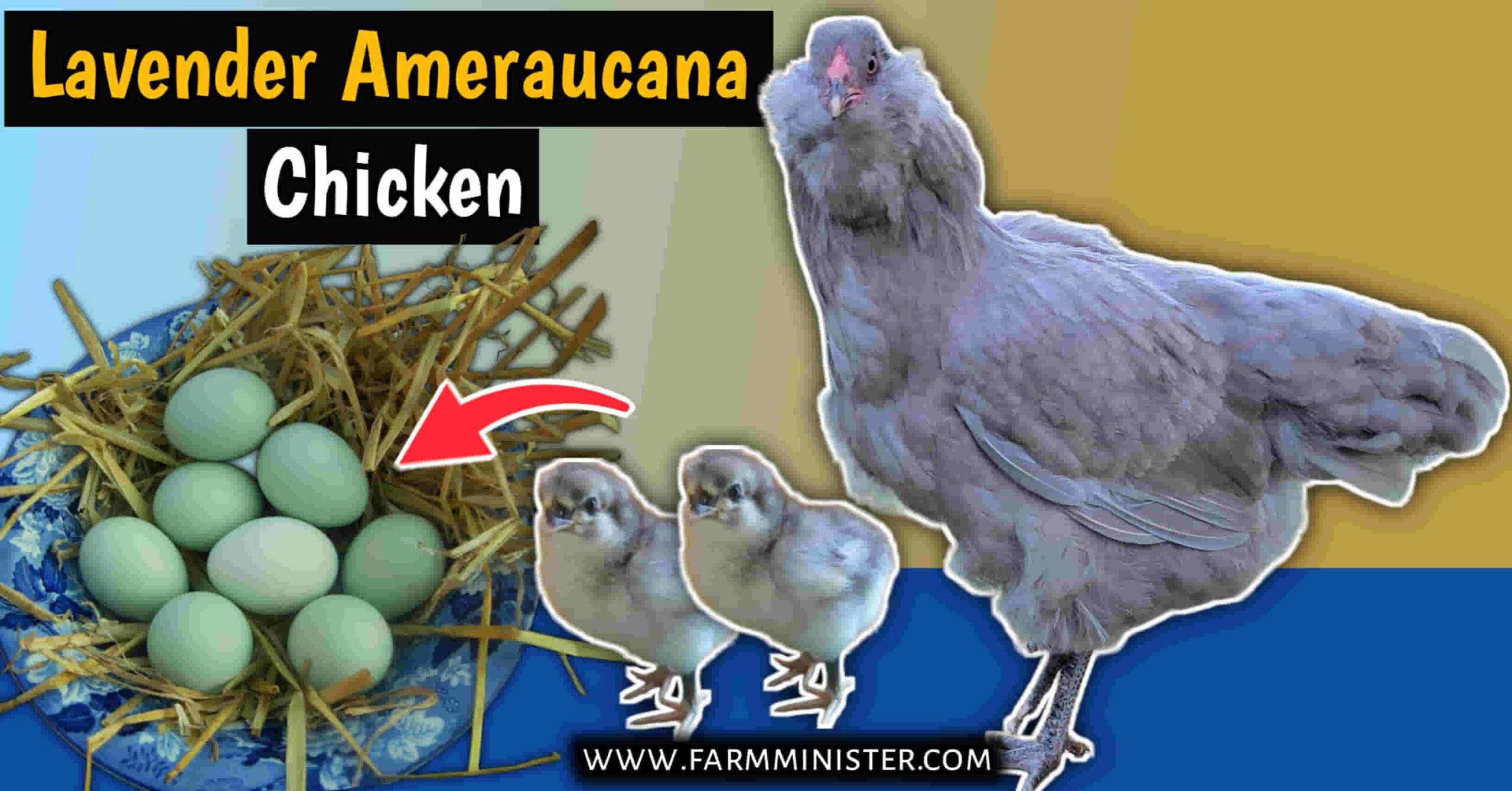 lavender ameraucana chicken