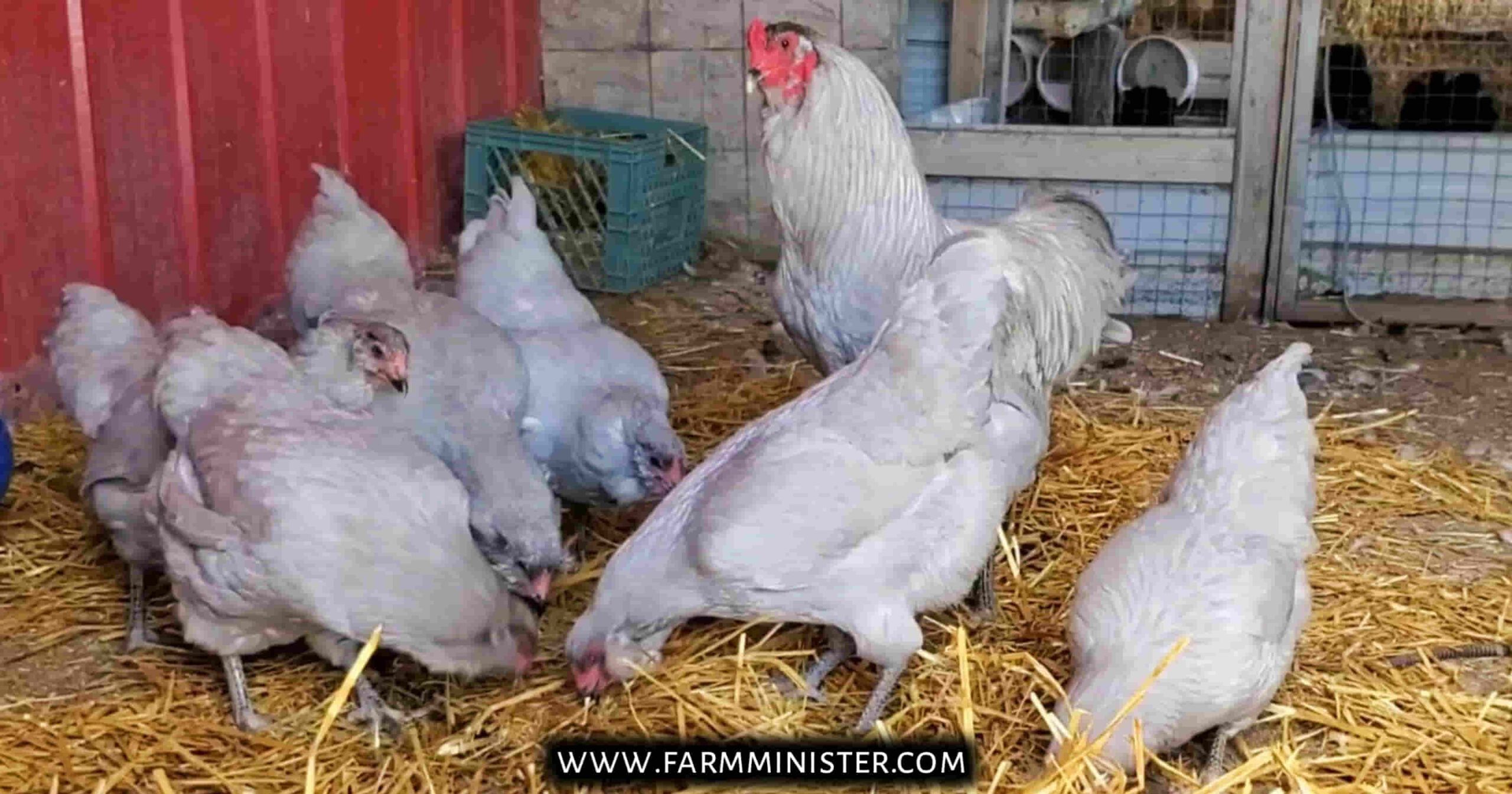 lavender ameraucana rooster and hen