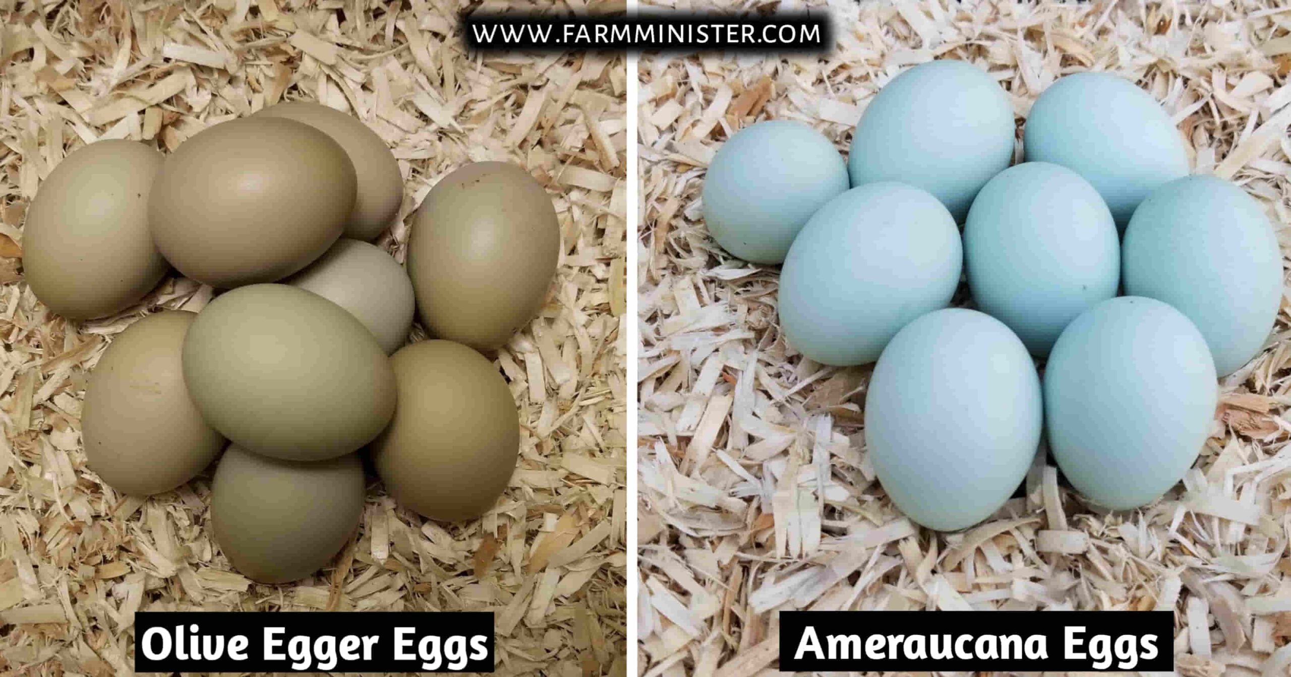olive egger vs ameraucana eggs