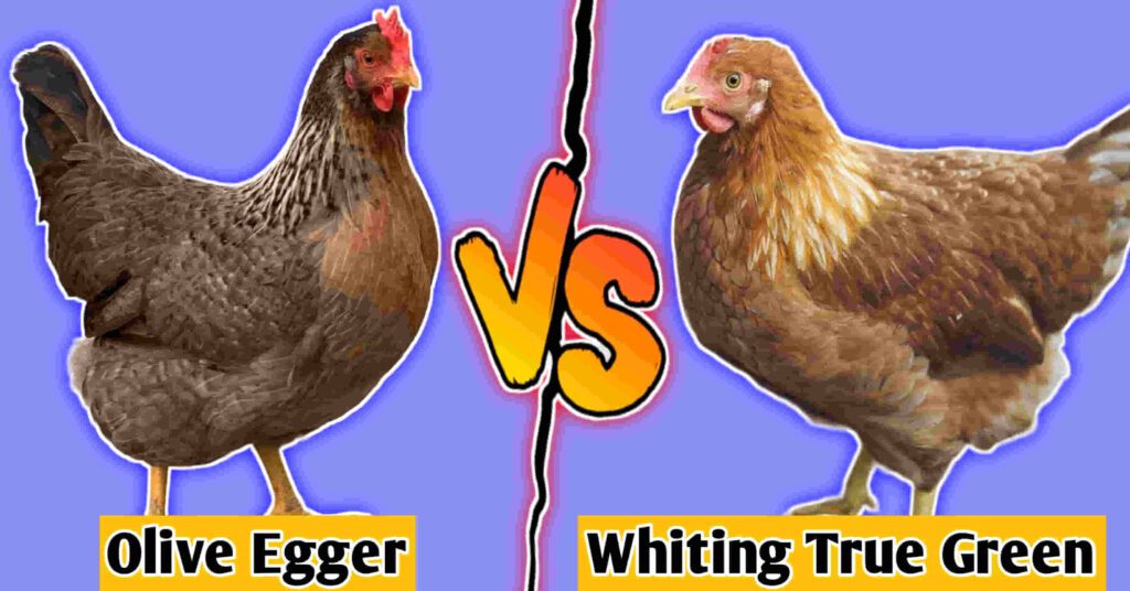olive egger vs whiting true green