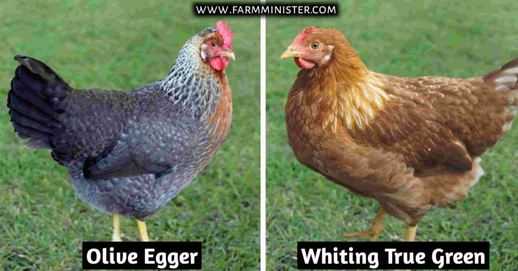 olive egger vs whiting true green chicken