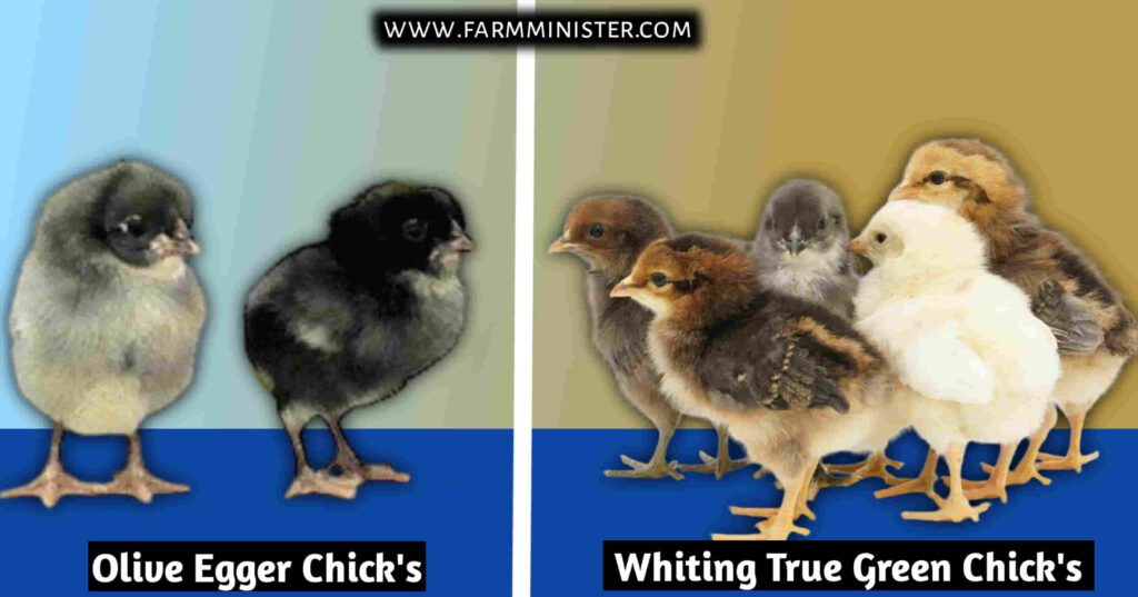 olive egger vs whiting true green chicks