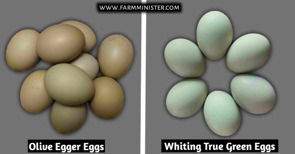 olive egger vs whiting true green eggs