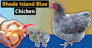 rhode island blue chicken