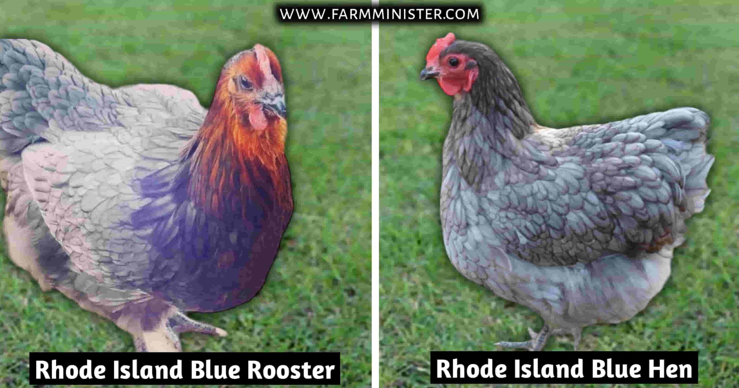 rhode island blue rooster and hen