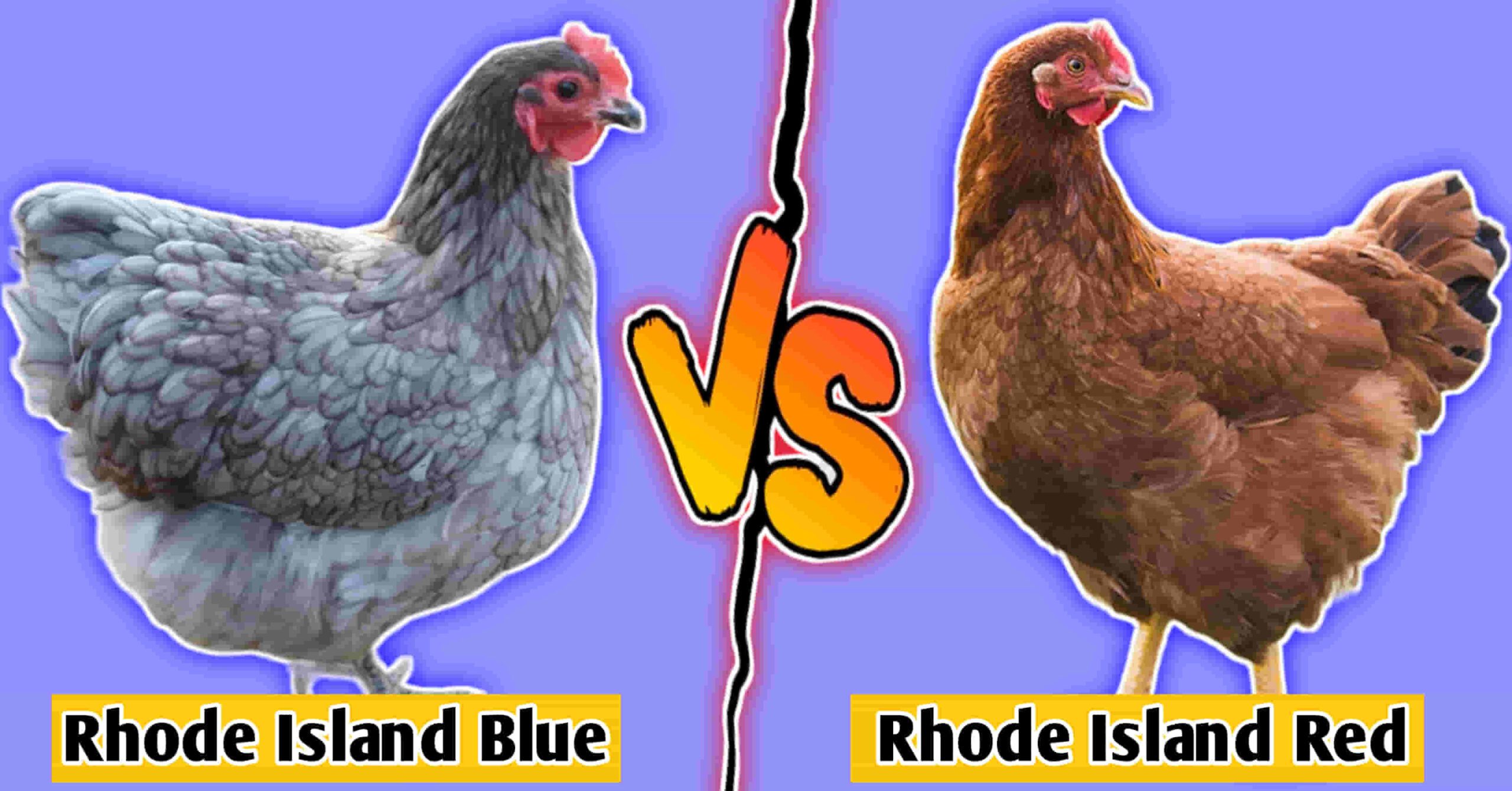 rhode island blue vs rhode island red