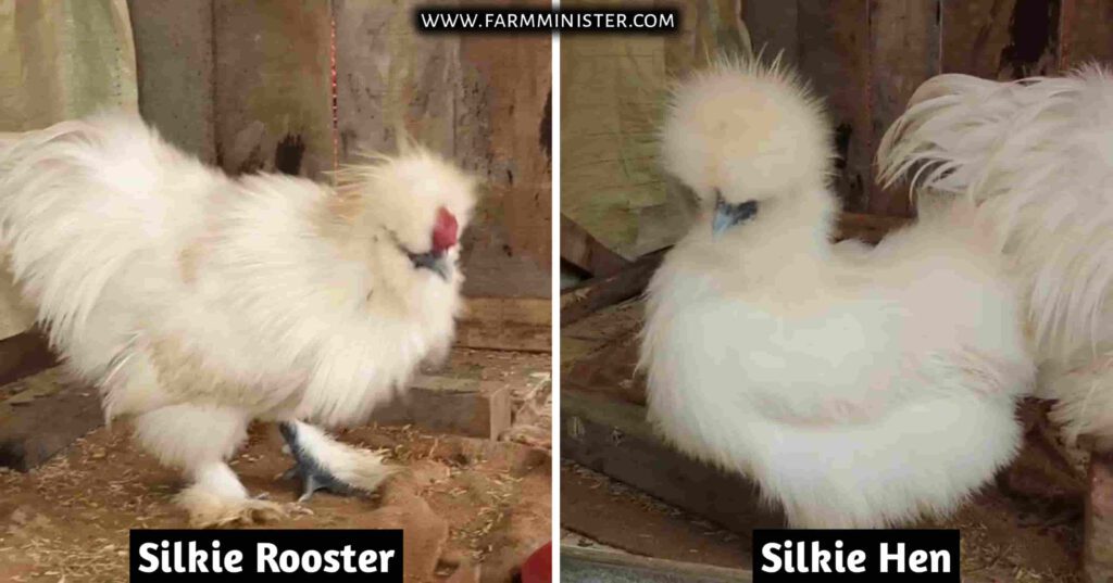 silkie roosters and hens