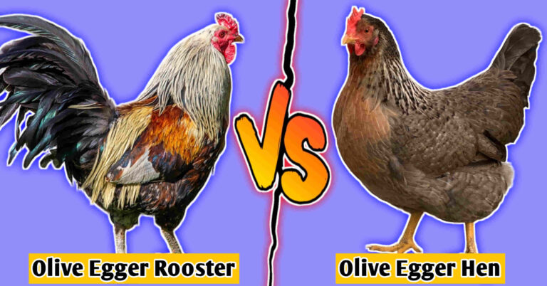 Olive egger rooster vs hen