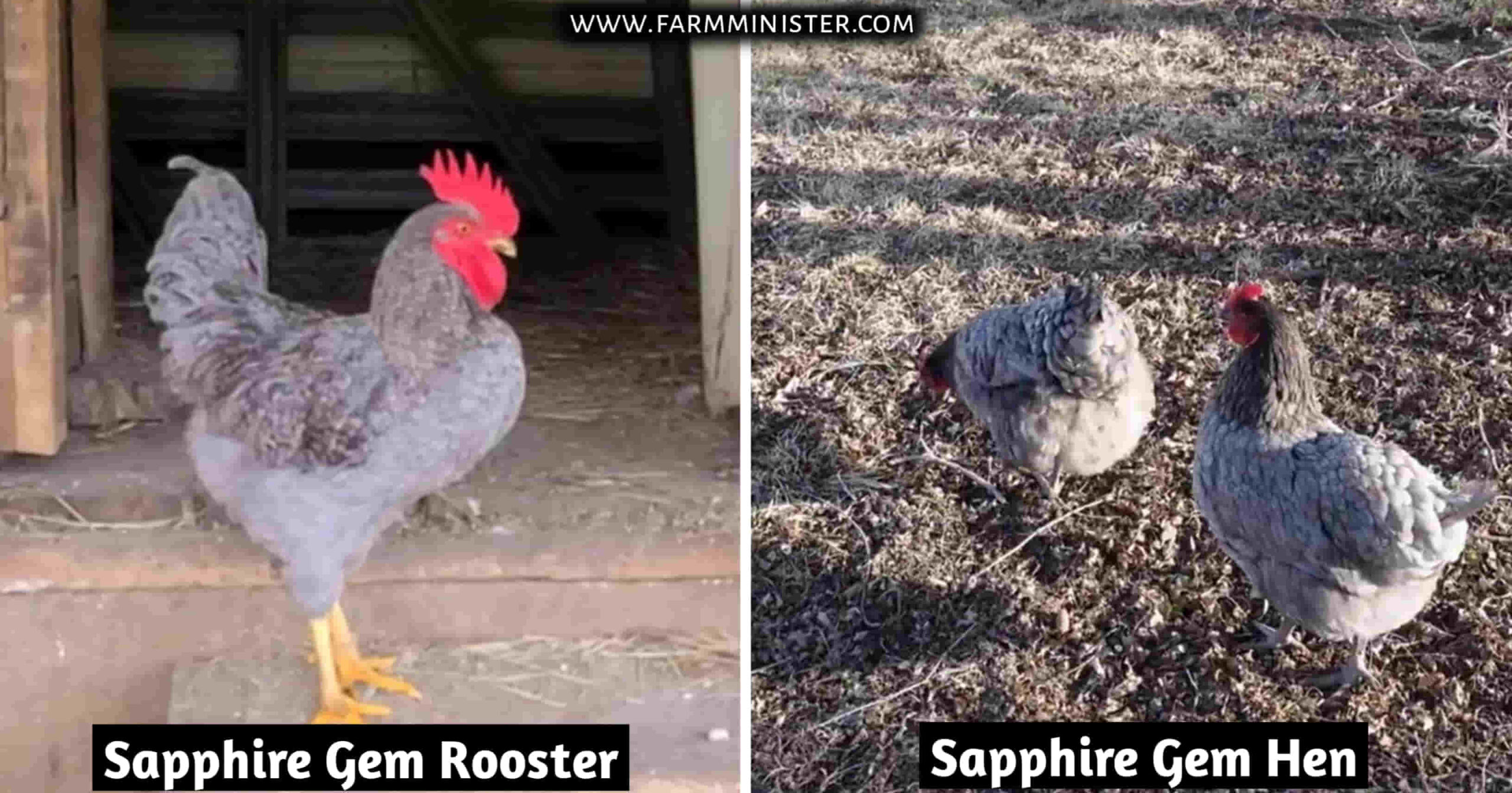 Sapphire Gem rooster and hen
