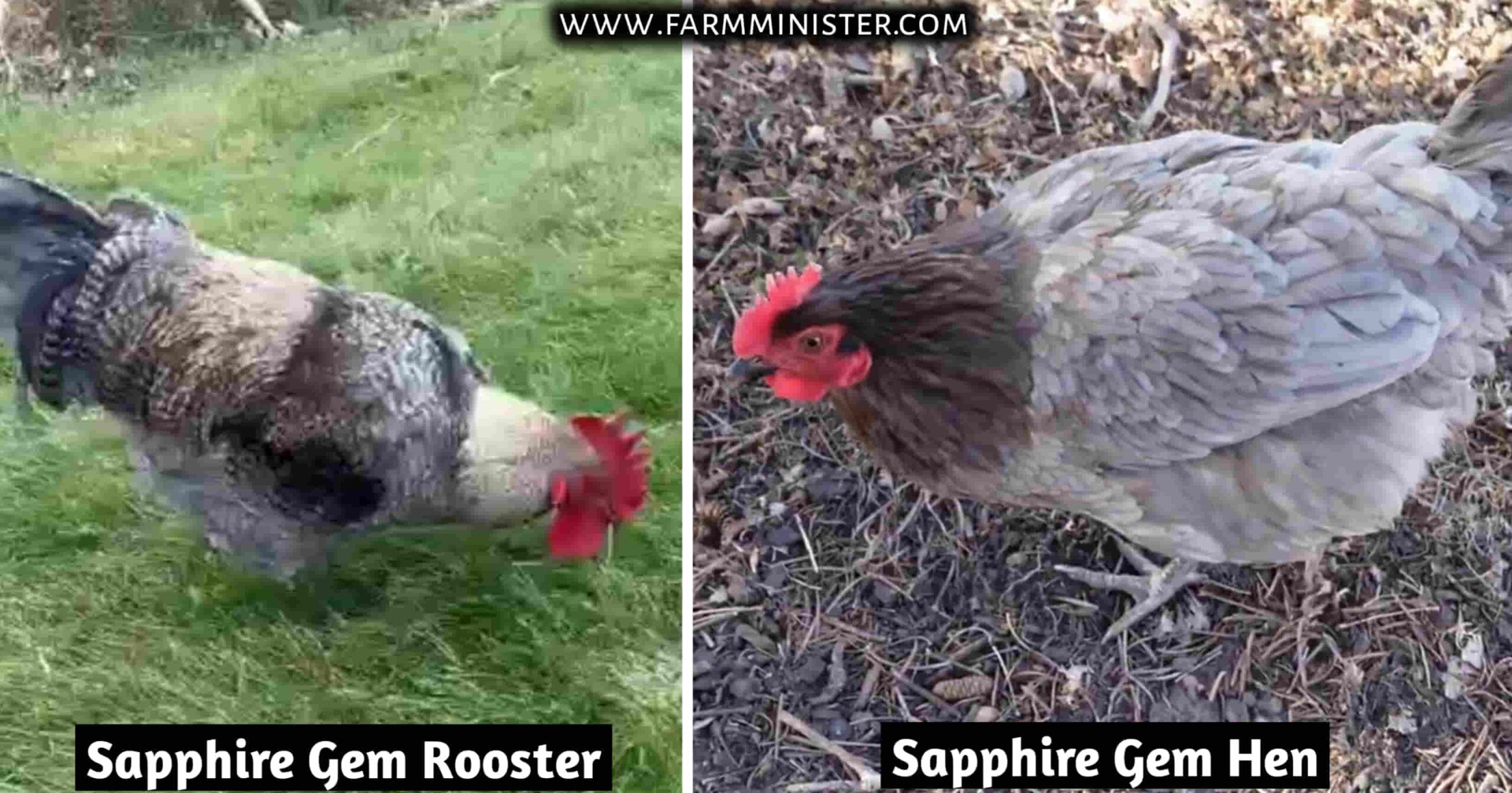 Sapphire Gem roosters Vs hens