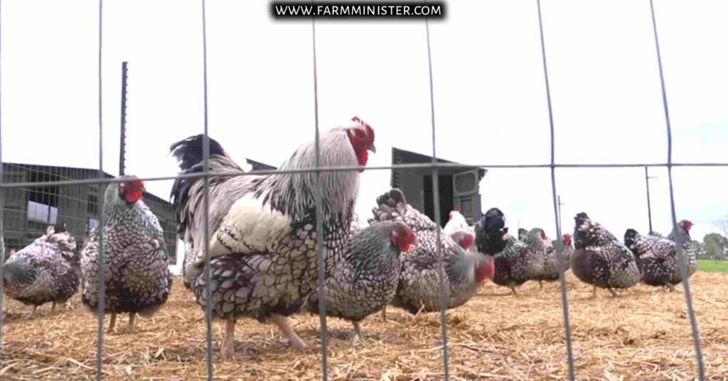 Silver Laced Wyandotte hen vs rooster