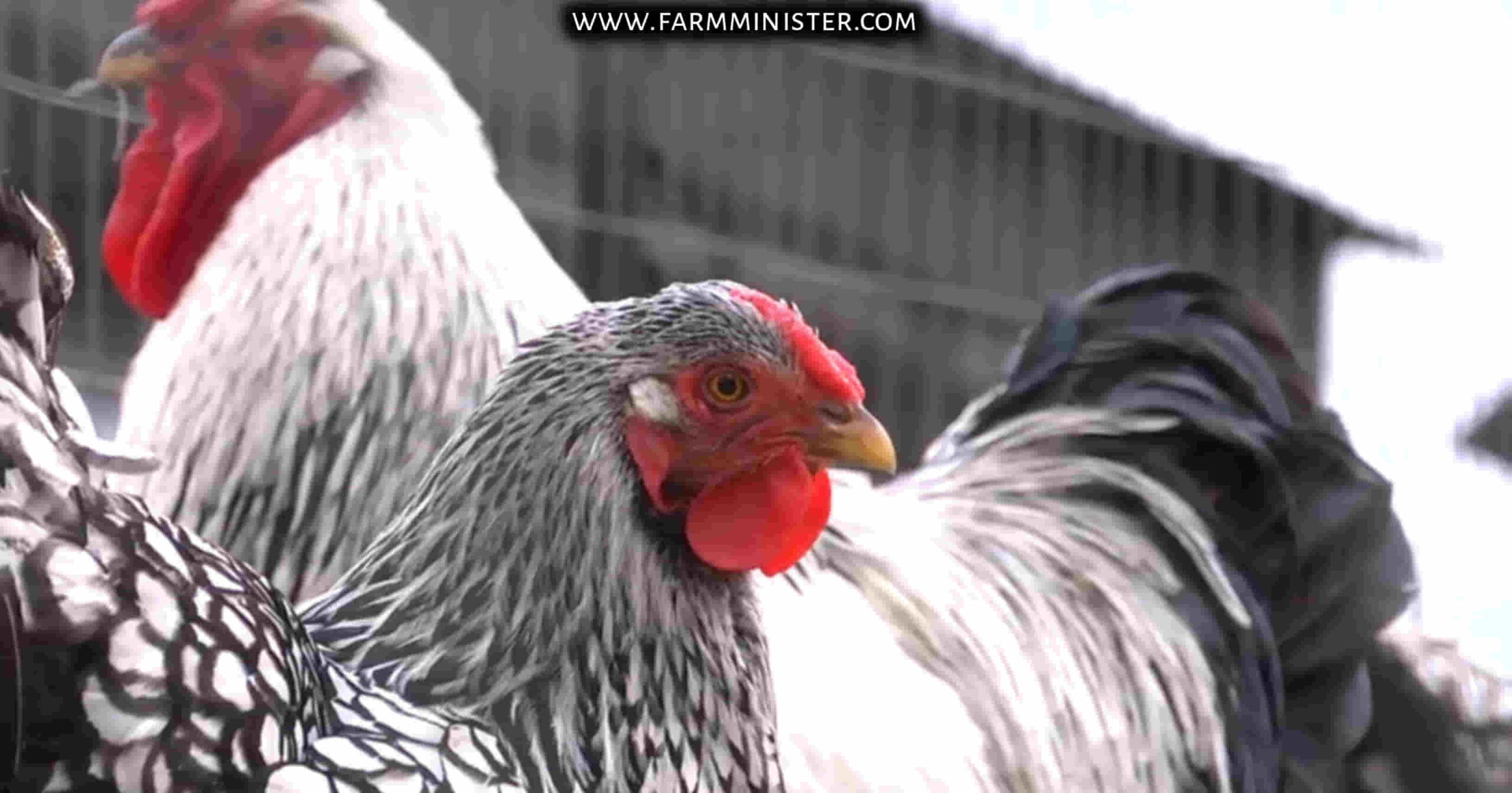 Silver Laced Wyandotte rooster and hen