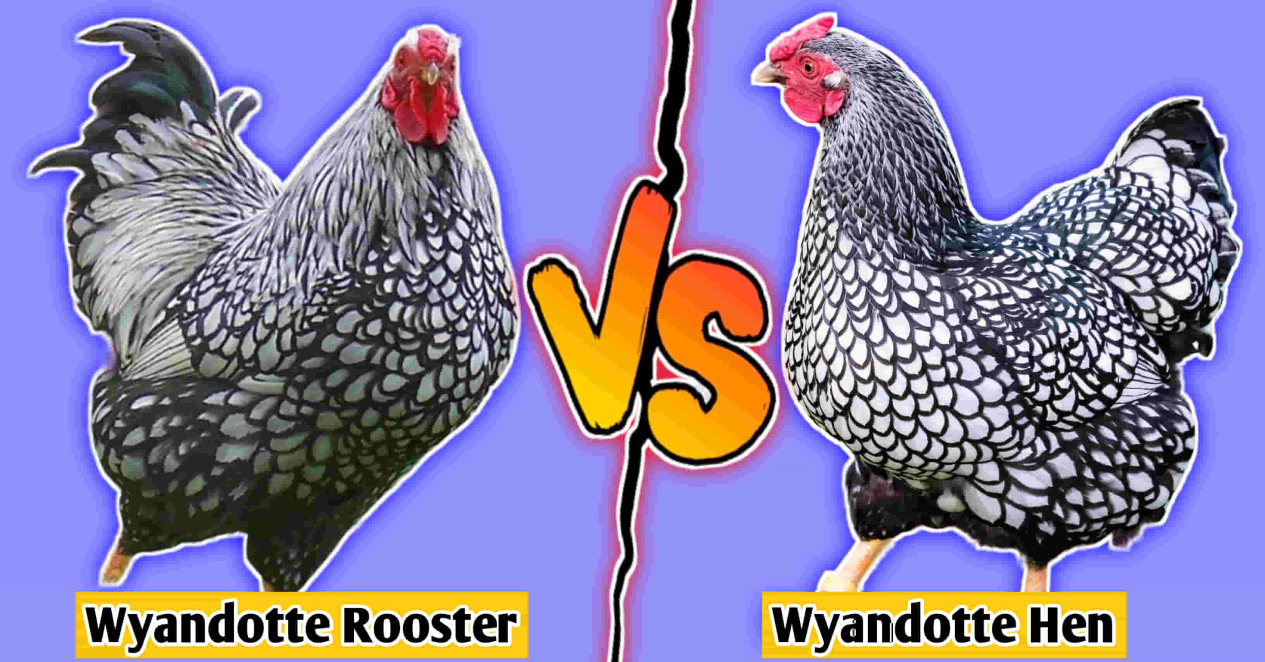 Silver Laced Wyandotte rooster vs hen