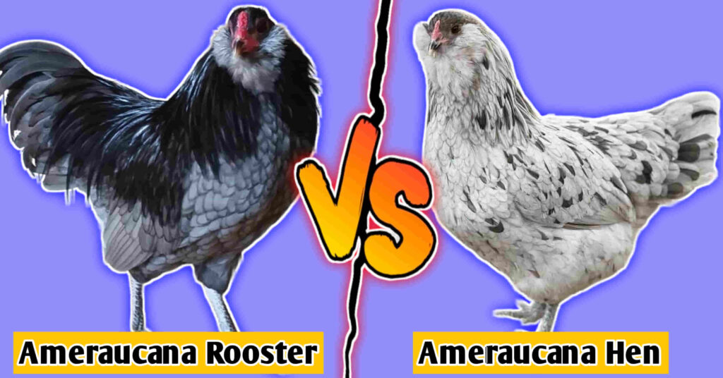 ameraucana rooster vs hen
