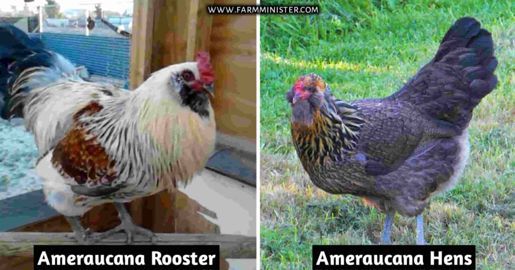 ameraucana rooster vs hens