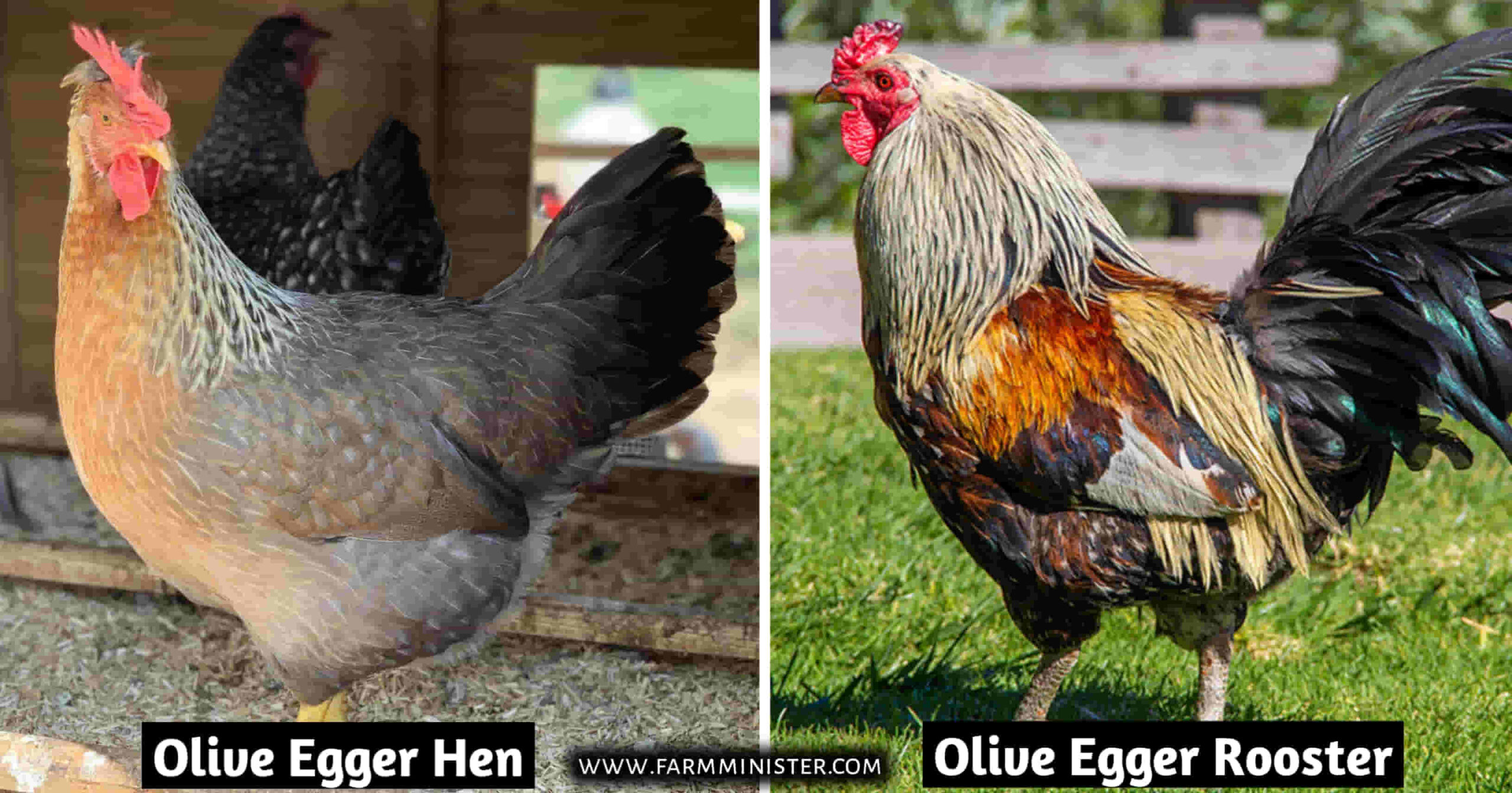 olive egger hen vs rooster