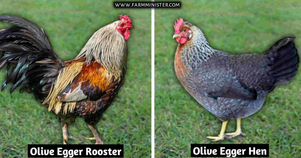 olive egger rooster and hen