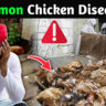 15 common chicken diseases