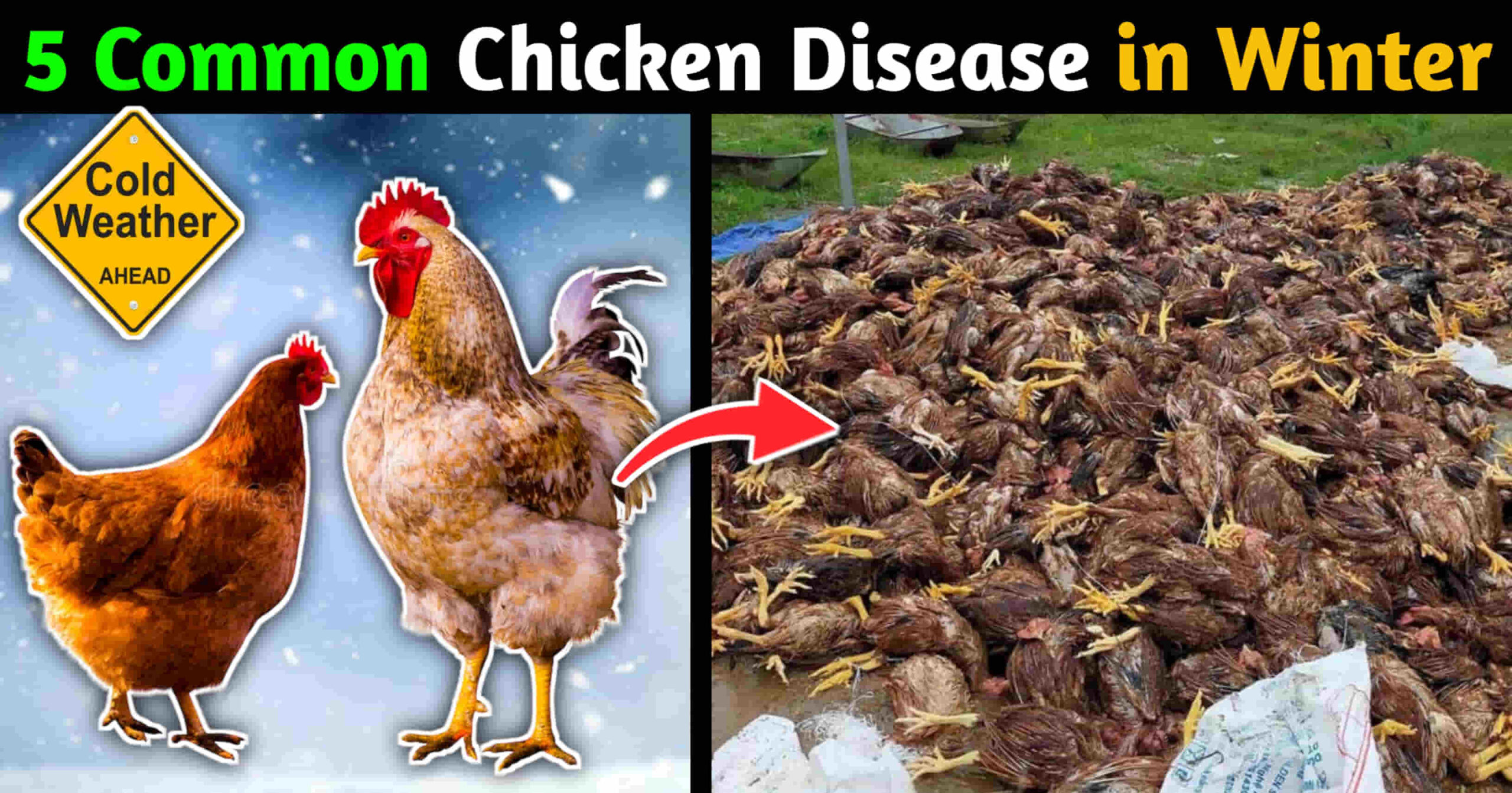 5 most common chicken diseases during winter season