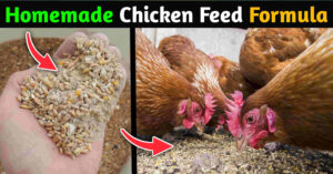 Organic Homemade Chicken Feed formula
