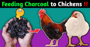 Feeding charcoal to chickens