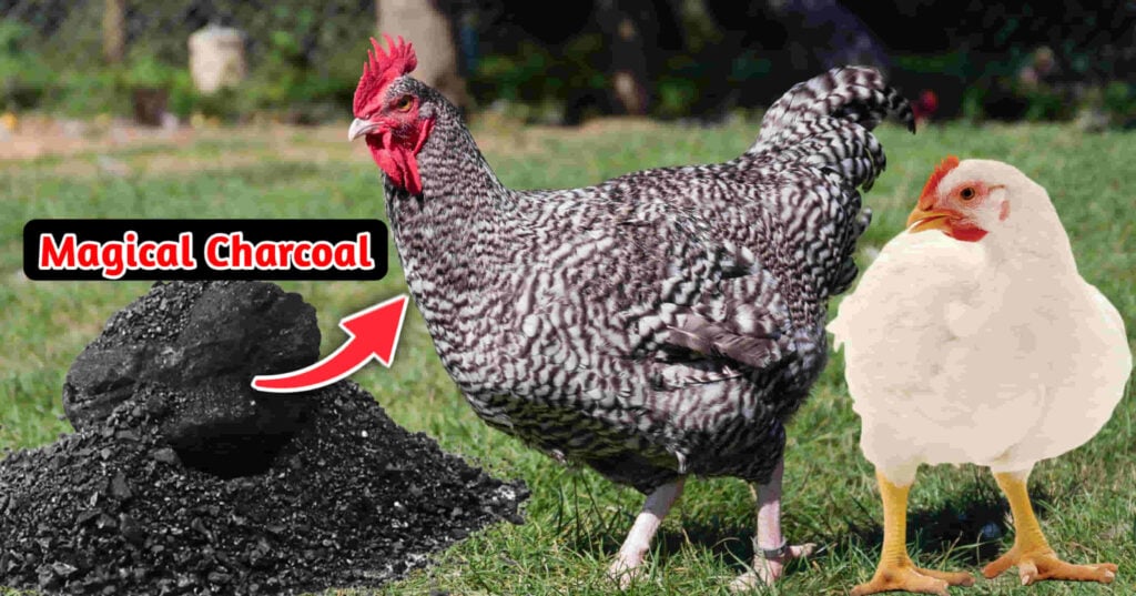 how to feed charcoal to chickens