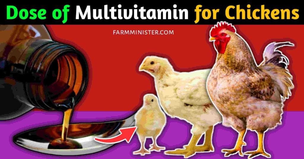 dose of multivitamin for chickens