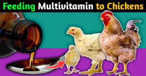 feeding multivitamin to chickens