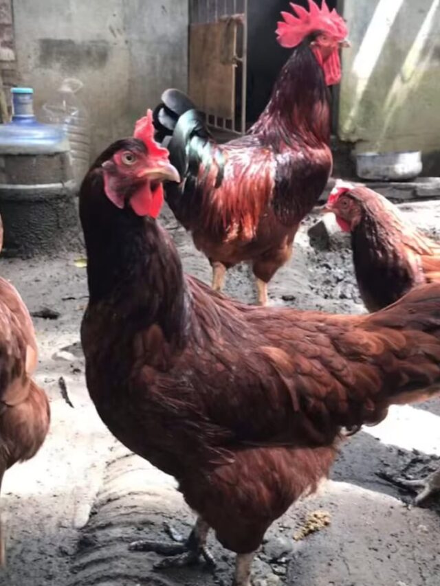 rhode island red chicken breed